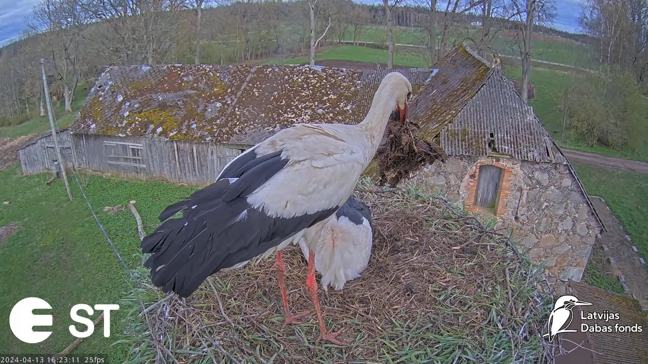 Baltie stārķi (Ciconia ciconia) Tukuma novadā - LDF tiešraide __ White storks in Tukums, Latvia 8-21