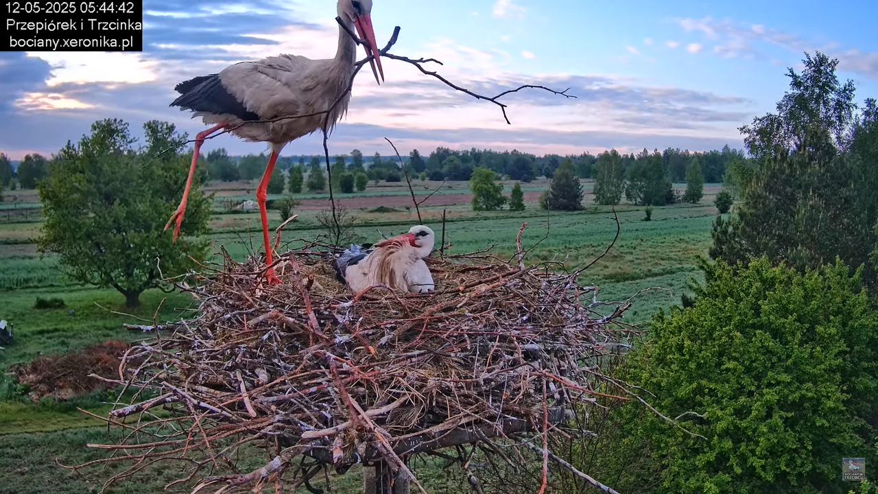 12052025bociany7