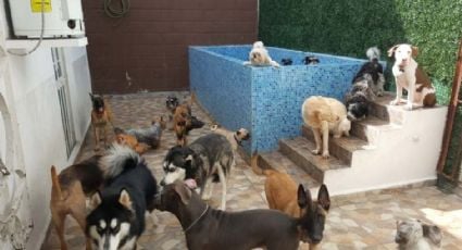 Sandra Cuevas tiene todo listo para instalar el primer Hotel Para Perros y Gatos abandonados en CDMX