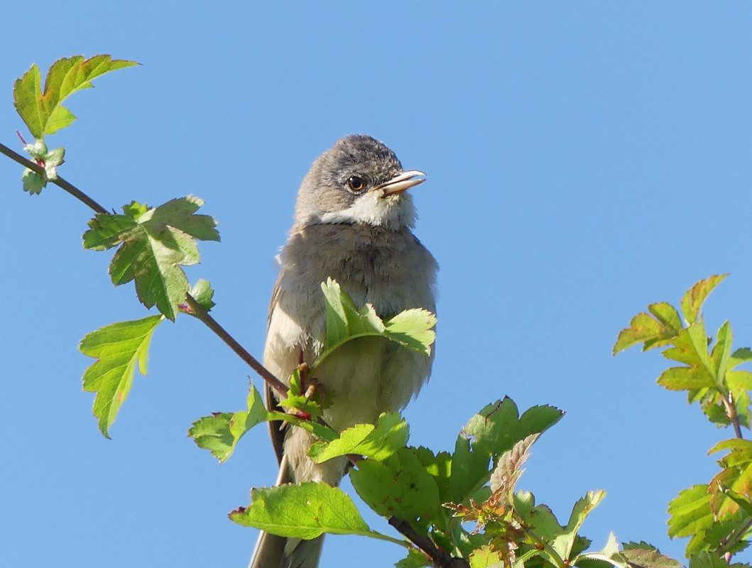 WHITETHROAT 13 260623