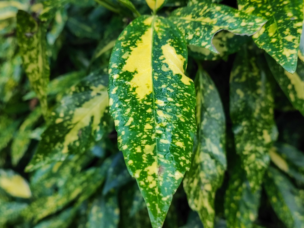 Aucuba japonica crotonifolia