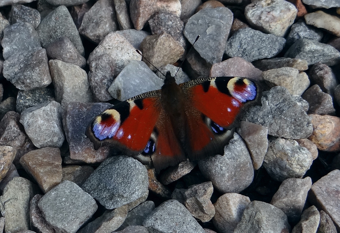 PEACOCK 23 010924