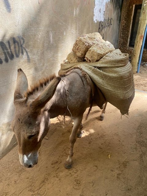 3 días completos en Lamu - 18 días por las tierras más remotas de Uganda y Kenya (9)
