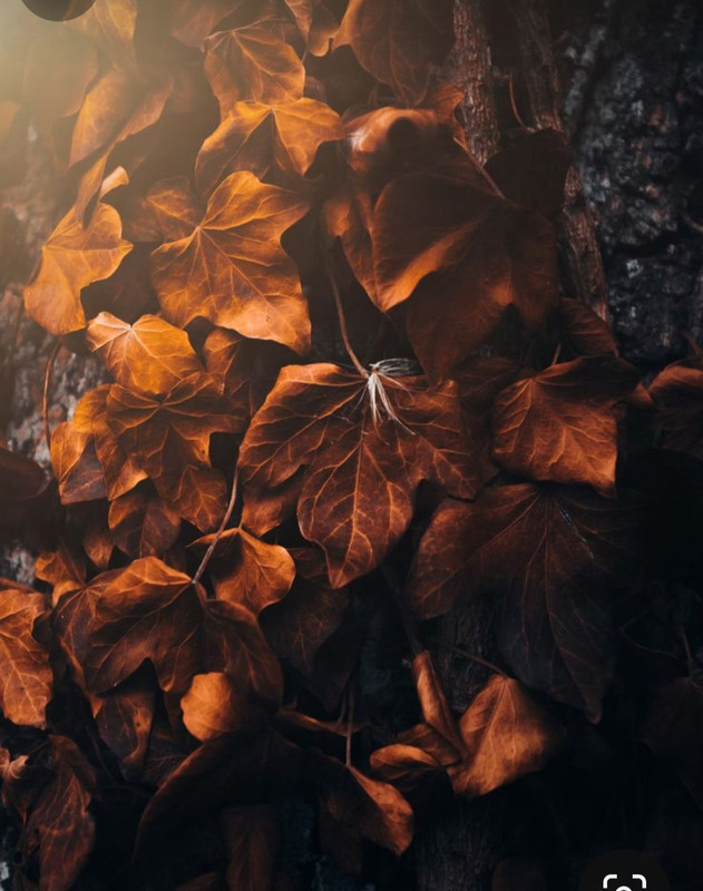 Screenshot_20231207_201457_Pinterest