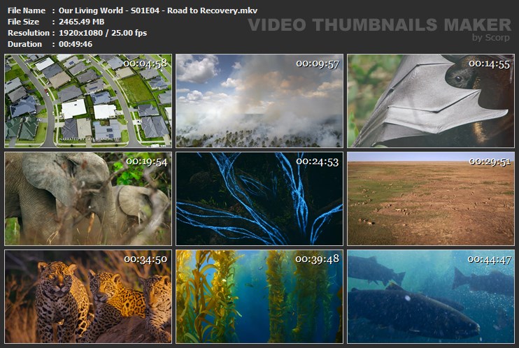 Our Living World - S01E04 - Road to Recovery.mkv