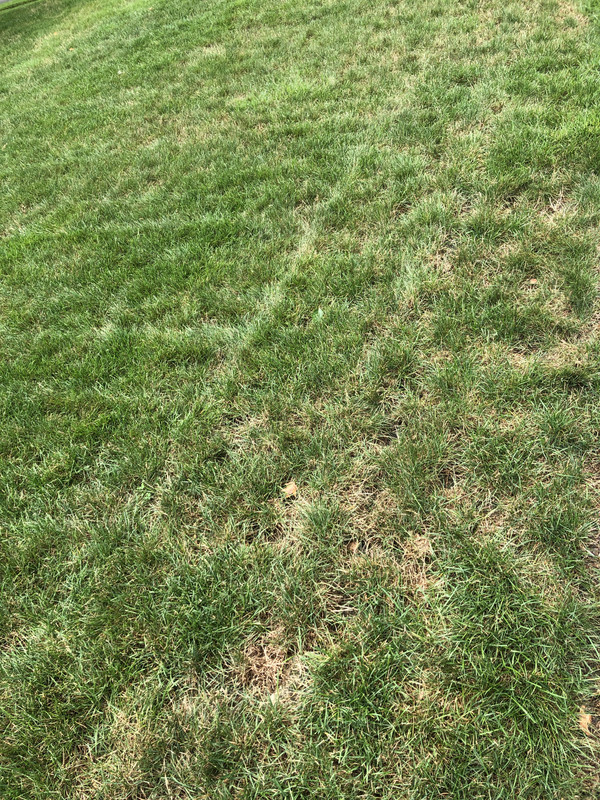 Brown grass patches | Lawn Care Forum