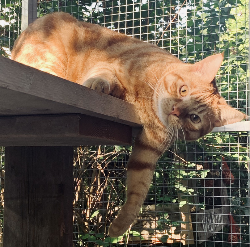 A2DB234A-56D4-4F75-8934-95C212ADA04F