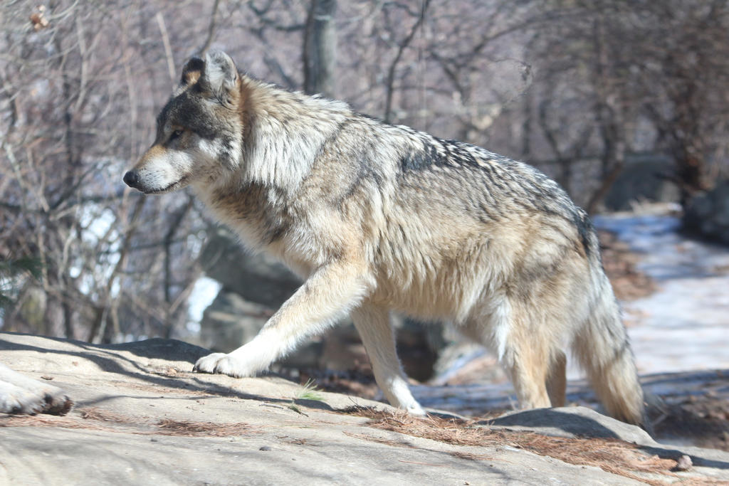 mexican-wolf-stock-37-by-hotnstock-d7ruaqx-fullview.jpg