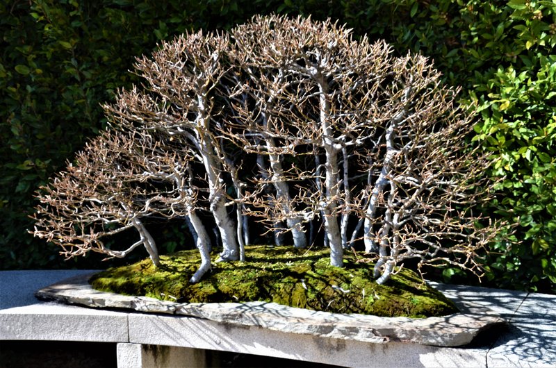 JARDIN BOTANICO-13-4-2013-MADRID - Paseando por España-1991/2017 (84)