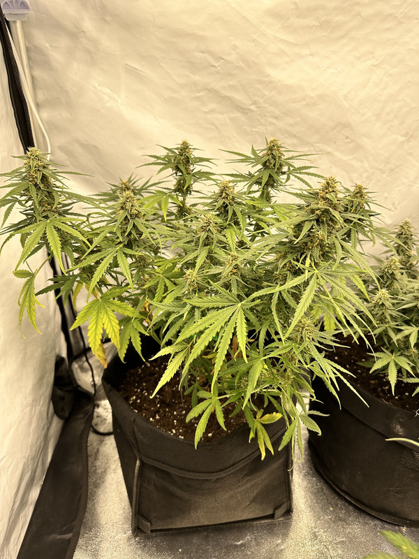 A77C5138-0E47-4435-BC55-8F4AB2095740