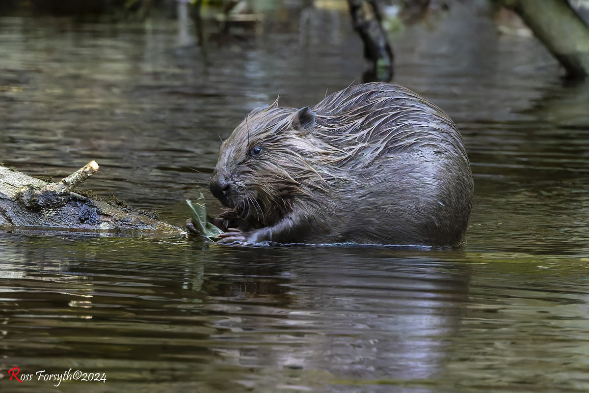 20240818-_5RF5479-CR3