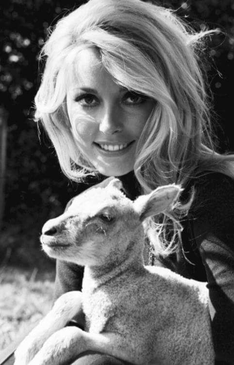 sharon_tate_md44
