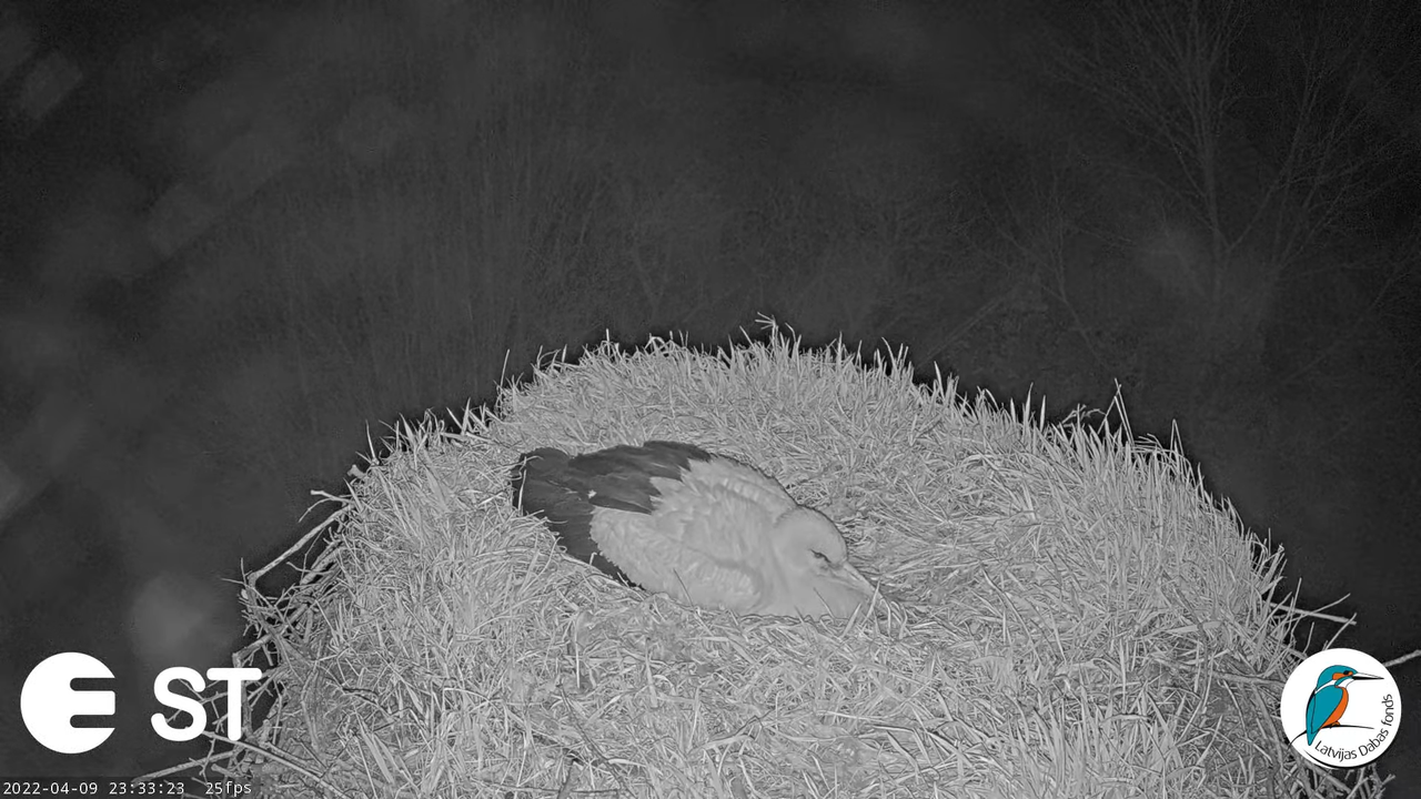 Baltie stārķi (Ciconia ciconia) Tukuma novadā - LDF tiešraide __ White storks in Tukums, Latvia 13-4