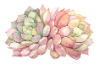 peachy-succulent.png