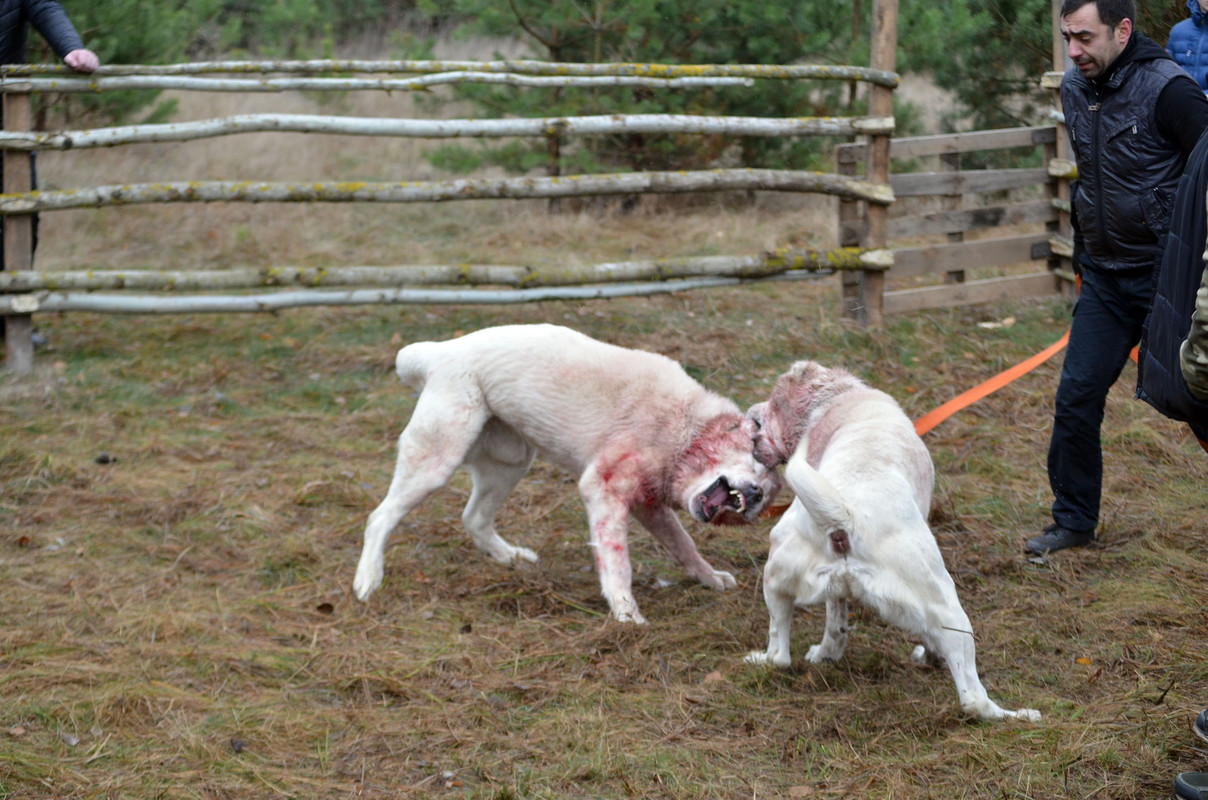 Самурыч-Уран 3     (2)