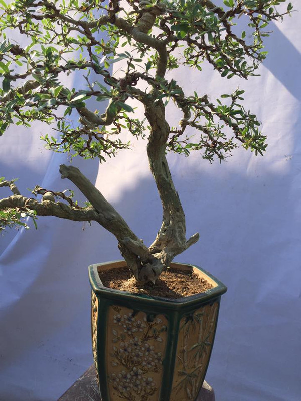 32681714_779520895570860_5276103045208342528_n