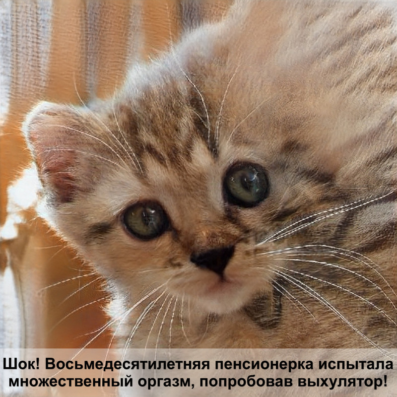 самые красивые кошки