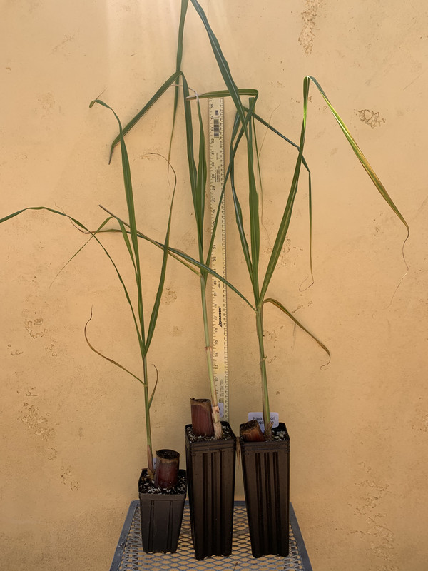 E2114754-BF45-4308-A544-E1AA55B0FEED