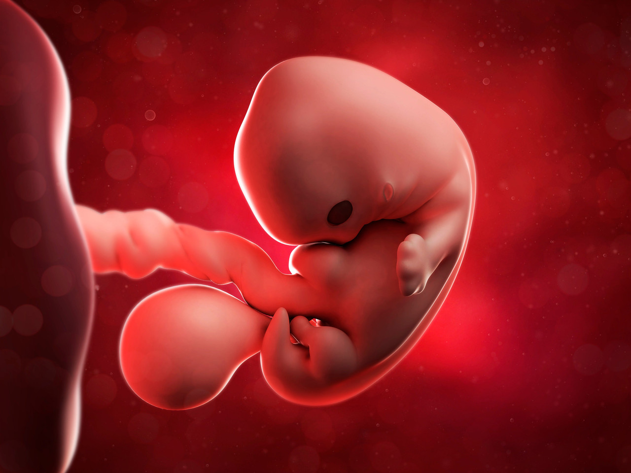embryo-at-7-weeks-artwork-royalty-free-illustration-1648566995.jpg
