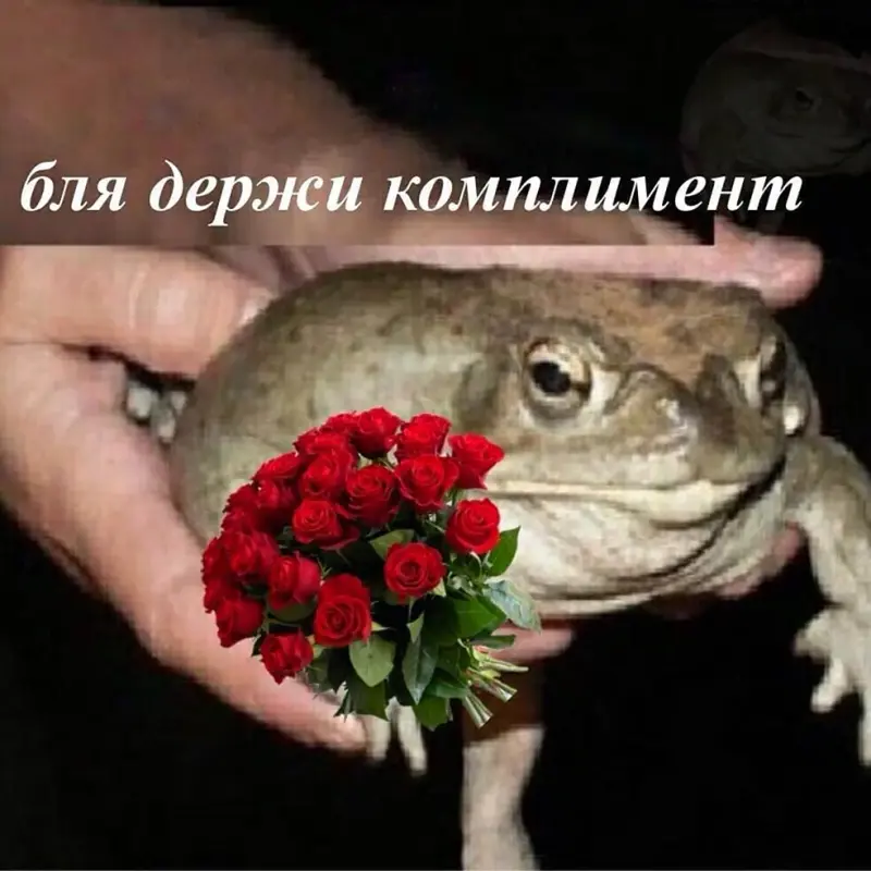 https://i.postimg.cc/B6yV28yq/derzhi-zhabu-1.webp