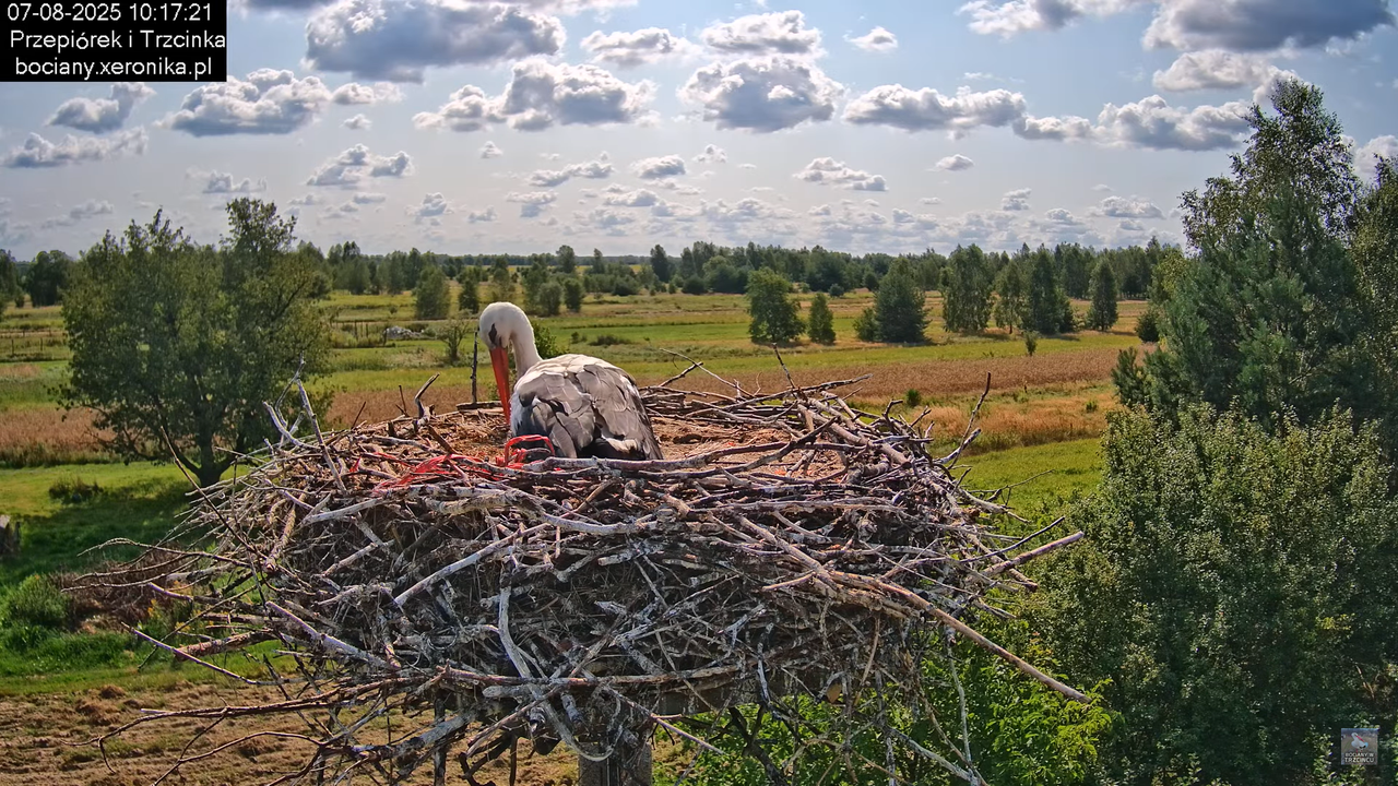 07082025bociany15