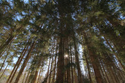 IMG-1481x