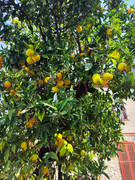 От Антальи на восток (до Мардина и Диярбакыра) + Анкара, ноябрь 2025.