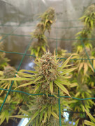 IMG_20250503_063044_803