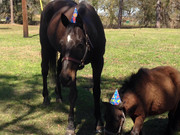 12804826-632456333560561-6914928573518375328-n