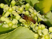 Ant_20230604_160600604_cropped