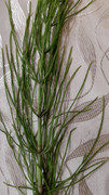 IMG-20200629-183815838-HDR.jpg