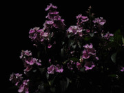 25.3.dirty pinks III