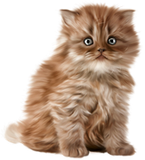 TADD-elements-Last-Dance-In-Paris-65