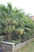 Trachycarpus fortunei, část 2 - Stránka 22 DSC-0016