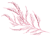 WINTER-LOVE-DBJ-ELEM-76