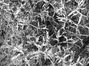 ADP Free party Balscha 2009 020