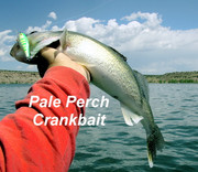 [Image: PALE-PERCH-RULES.jpg]
