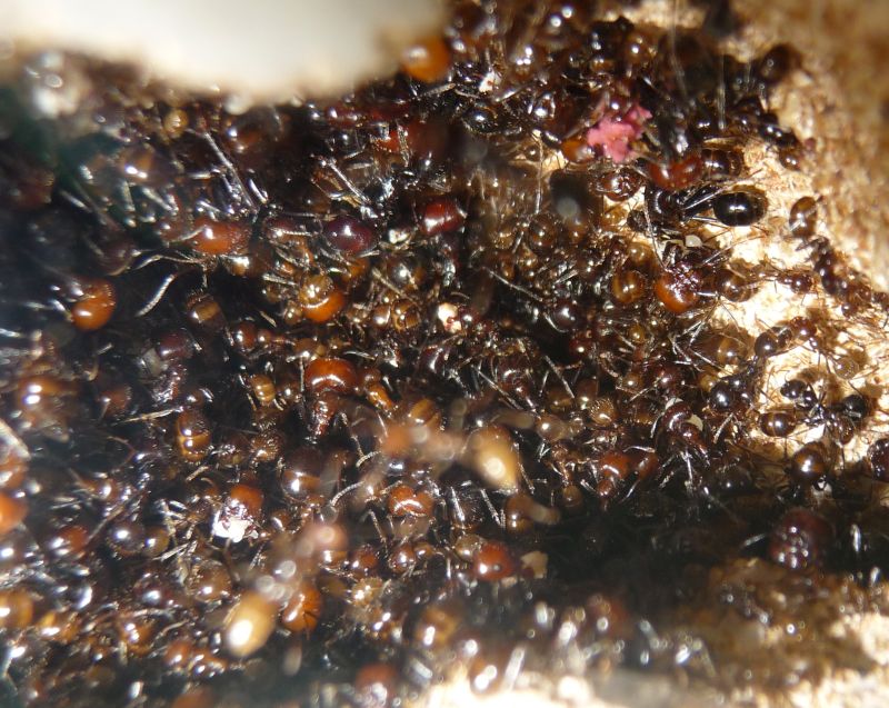Messor-nest5.jpg