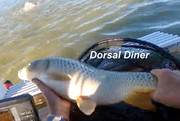 [Image: DORSAL-DINER.jpg]