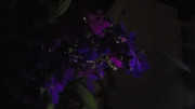 10.2.bad pictures of night flowers II