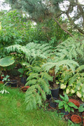 Cyathea cooperi DSC-0043