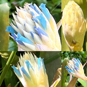 Quesnelia seideliana in peak bloom - PUSHING THE BORDERS