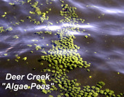 [Image: ALGAE-PEAS.jpg]