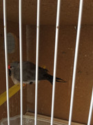 Diamante Gould’s - Página 3 0-C9738-D9-6-FFC-46-B1-8881-3-B8-EA561-DCC2