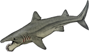 Helicoprion