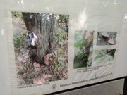 Arroceros-Forest-Park-Manila-Bagras20260715-142154