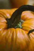 Pumpkins-0031
