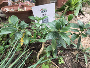 photo-iherbalgarden-3rd-038