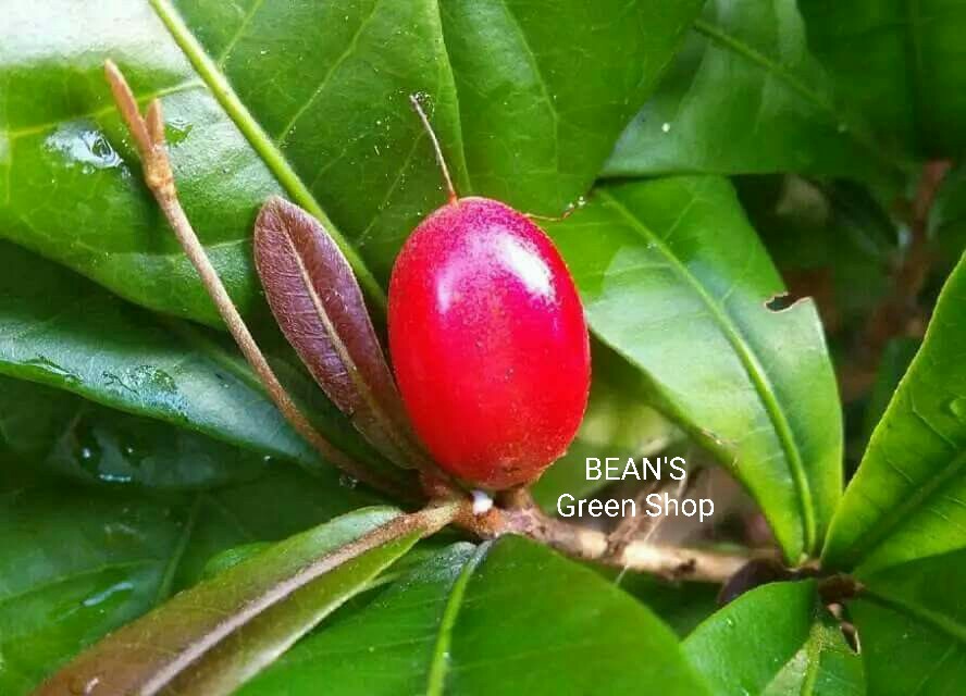 Miracle Fruit(Big)6
