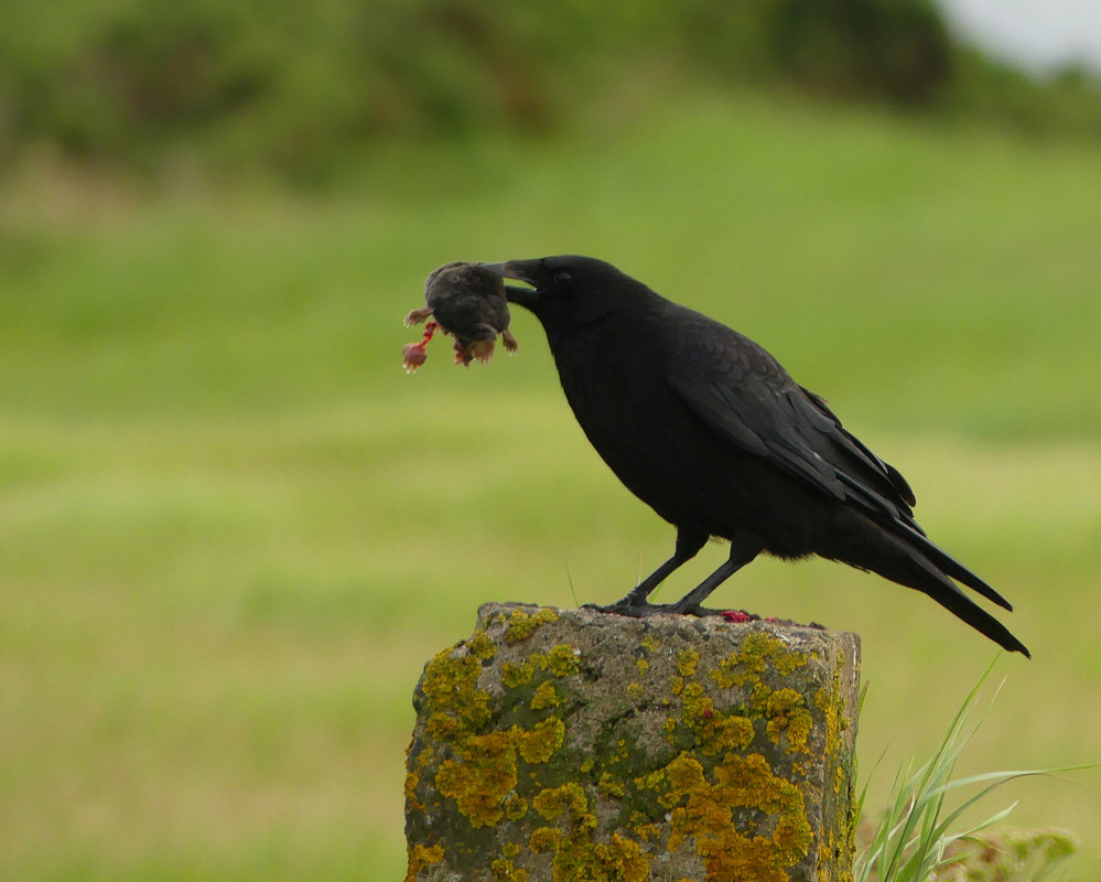 CROW 7 070724